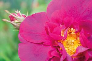 Weleda Rosehip Oil 100ml